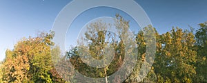 Trees reflected in the water as a background