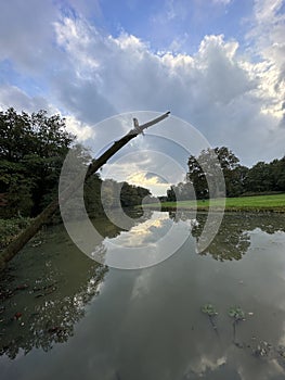 Trees reflected in water with cloudy sky, creating a serene natural landscape