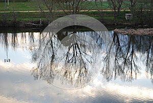 Trees reflected in the water