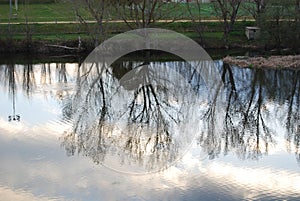 Trees reflected in the water photo