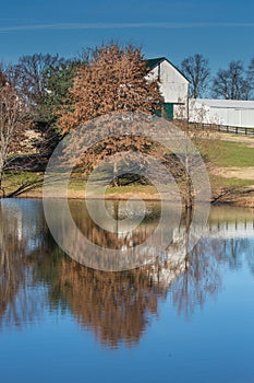 Trees Reflecting in a Calm Dam