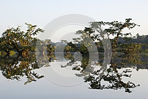 Trees reflecting in the lagoon of cuyabeno national park in ecuador