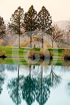 Trees reflecting in the lake