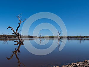 Trees reflecting in the still morning waters