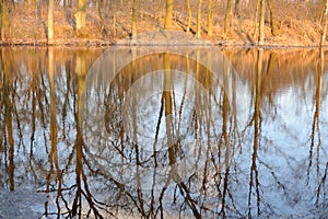 Trees reflecting in water in early spring in the evening near Chopin birth Place in Poland