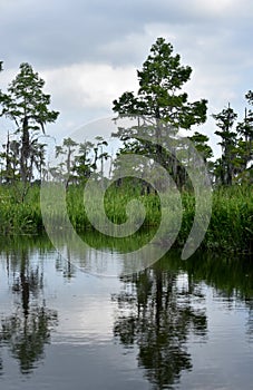 Trees Reflecting in the Waters of the Bayou