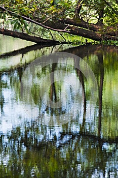 Trees reflection