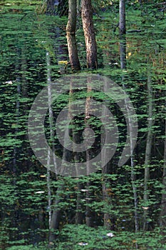 Trees reflection in green pond