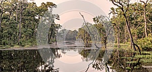 Trees reflection in the lake in Chitwan National Park, Nepal