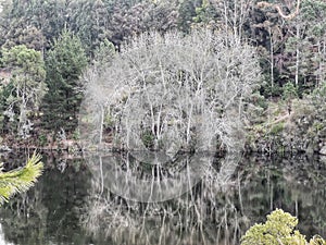 Trees reflection in Lake Karapiro in the North Island of New Zealand
