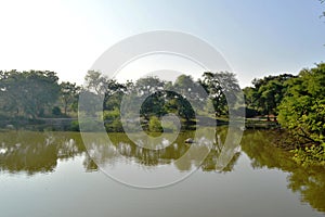 Trees' reflection in water