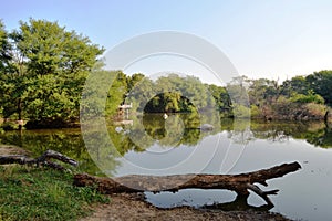 Trees' reflection in water