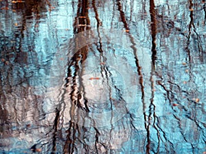 Trees reflection on water