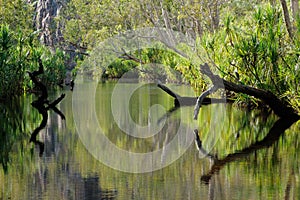 Trees with reflections