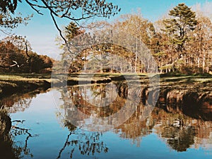 Trees reflections on the river surface