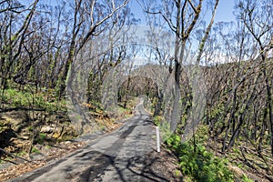 Trees regenerating in The Blue Mountains in Australia after the severe bush fires