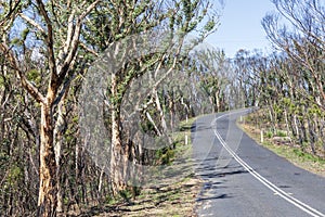 Trees regenerating in The Blue Mountains in Australia after the severe bush fires