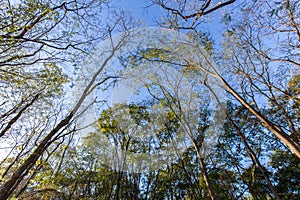 Trees at Ribeirao Preto city park, aka Curupira Park