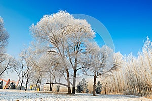 The trees with rime and snow blue sky