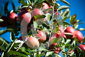 Trees with ripe red apples