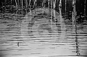 Trees and Ripples photo