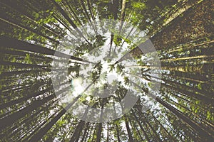 Trees rise in the Pacific Northwest forest