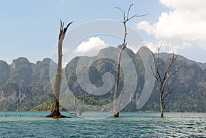 Trees rising out of Cheow Lan Lake. Khao Sok National Park. Surat Thani province. Thailand