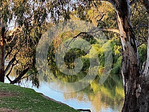 Trees by the river