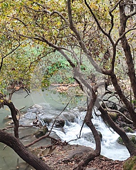 trees and river