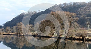 Trees at a River