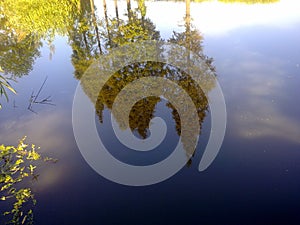 Trees in the river