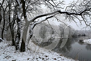 trees on river bank in winter