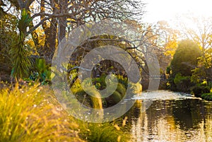 Trees, river, botanic garden, Christchurch.