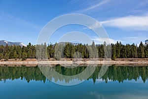 Trees on a River Shoreline