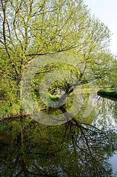 Trees in the River Stort, near Sawbridgeworth, Hertfordshire