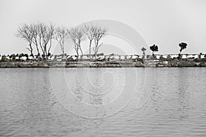 Trees On the Riverbank