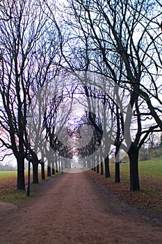 Trees road