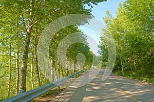 Trees and road