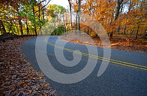 Trees and road in early yellow sunlight, in fall. New Jersey NJ.