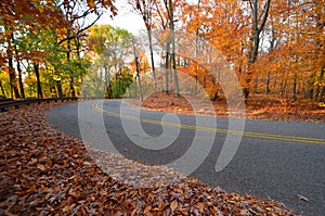 Trees and road in early yellow sunlight, in fall. NJ New Jersey.