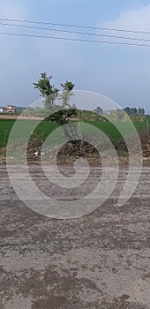 Trees and road hindustan photo