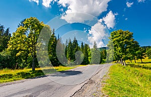 Trees by the road in mountains