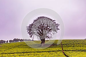 Trees On The Road Nature Landscape Highway Plants Environment In Kiambu County Central Province In Kenya East African