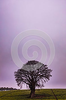 Trees On The Road Nature Landscape Highway Plants Environment In Kiambu County Central Province In Kenya East African