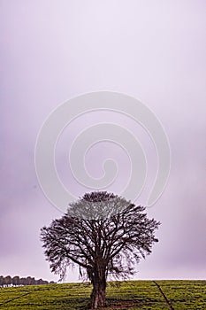 Trees On The Road Nature Landscape Highway Plants Environment In Kiambu County Central Province In Kenya East African