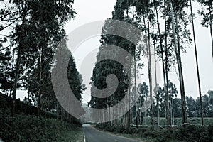 Trees On The Road Nature Landscape Highway Plants Environment In Kiambu County Central Province In Kenya East African