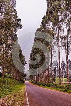 Trees On The Road Nature Landscape Highway Plants Environment In Kiambu County Central Province In Kenya East African