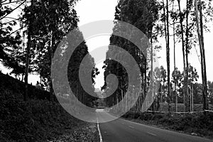 Trees On The Road Nature Landscape Highway Plants Environment In Kiambu County Central Province In Kenya East African