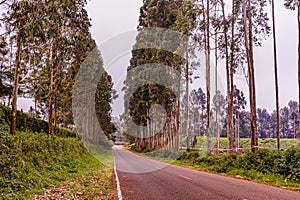 Trees On The Road Nature Landscape Highway Plants Environment In Kiambu County Central Province In Kenya East African