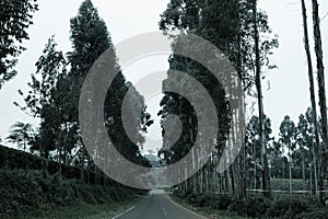 Trees On The Road Nature Landscape Highway Plants Environment In Kiambu County Central Province In Kenya East African